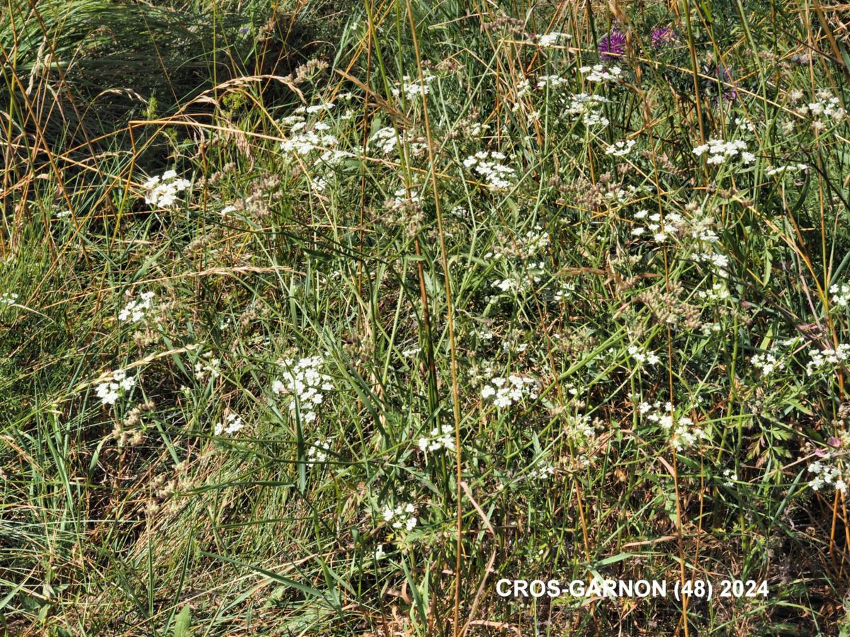 Hedge Parsley, Field plant